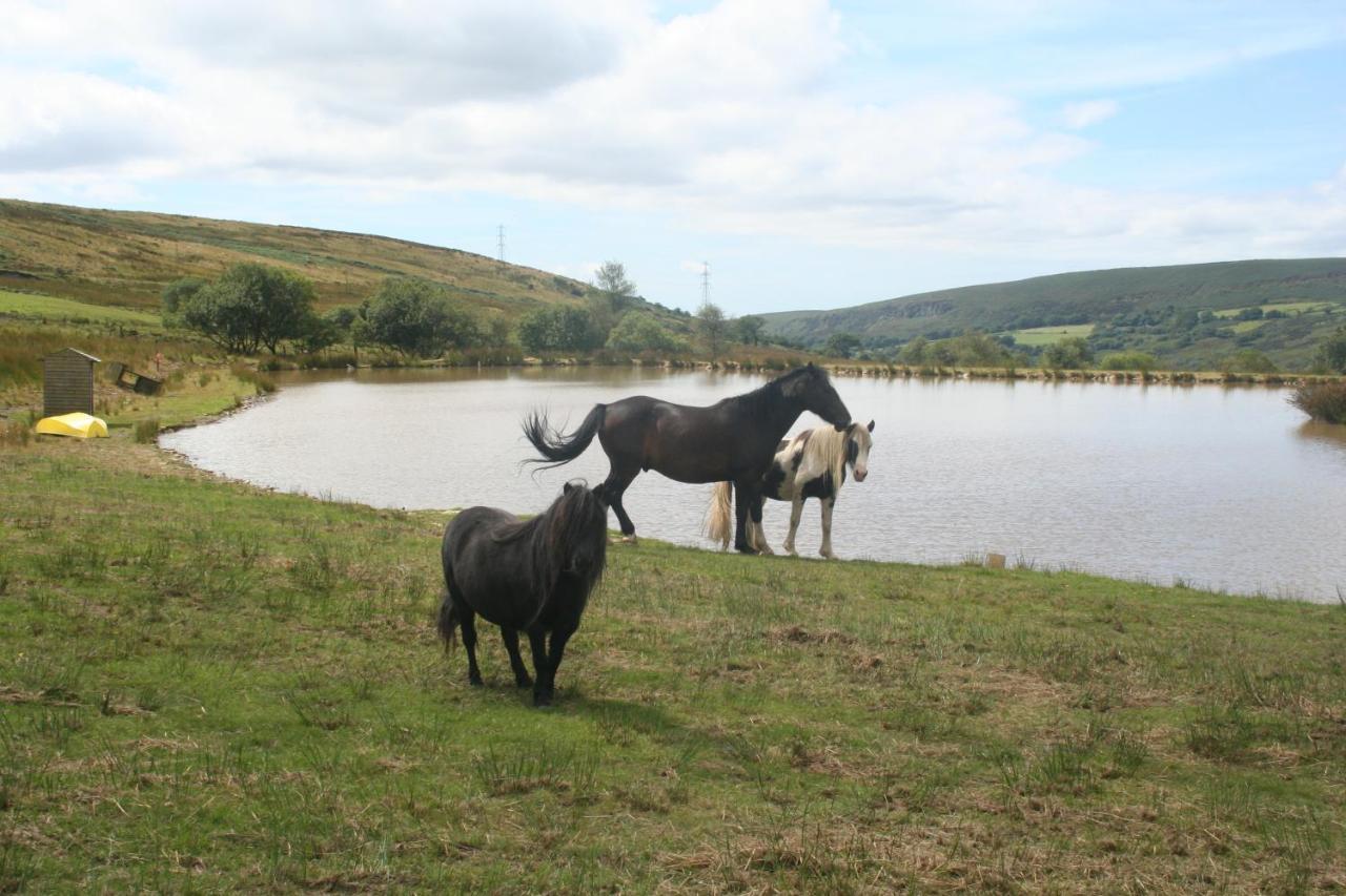 Coynant Farm Guesthouse - Farm Park Stay Swansea Kültér fotó